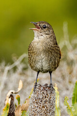 Western Bristlebird in Western Australia