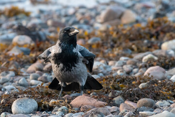 Hooded crow (Corvus cornix) on the coast, Inverness, Scotland