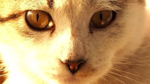 Close up cat face , in door  Chiangmai  Thailand.