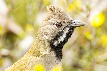 Western Whipbird in Western Australia