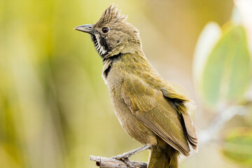 Western Whipbird in Western Australia