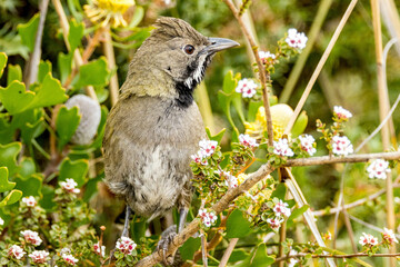Western Whipbird in Western Australia