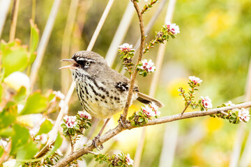 White-browed Scrubwren in Western Australia