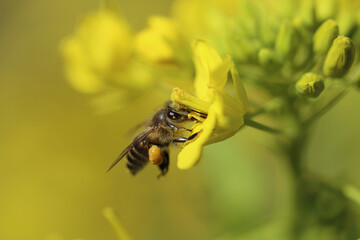 働き者のミツバチ