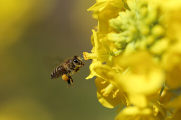 働き者のミツバチ