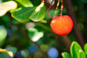 Close-up of strawberry tree fruit and leaves.
