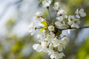 Obraz premium tree blossom