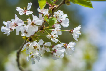 tree blossom