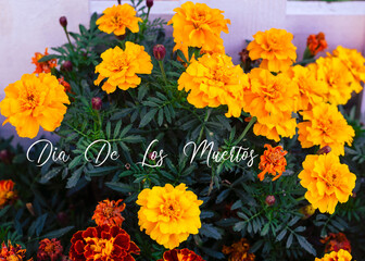 Cempasuchil flower on the wooden background. Day of the dead concept, dia de los muertos. Marigold, traditional flowers, to day of dead in Mexico. 