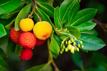 Close-up of strawberry tree fruit and leaves.