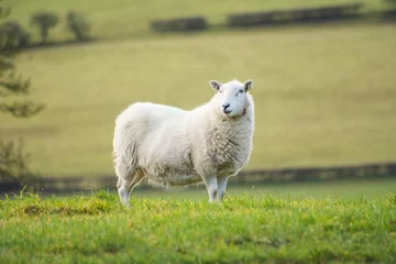 Fotobehang sheep in the field © Andrew