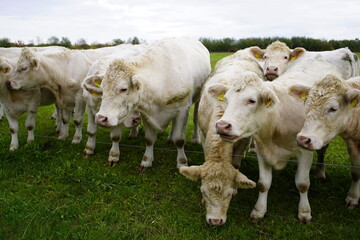 Charolais cows in a pasture, Bavaria - Germany 2022