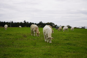 Naklejka na ściany i meble Charolais cows in a pasture, Bavaria - Germany 2022