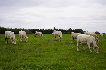 Fototapeta na wymiar Charolais cows in a pasture, Bavaria - Germany 2022
