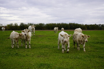 Fototapeta na wymiar Charolais cows in a pasture, Bavaria - Germany 2022