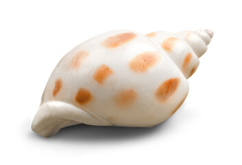 Collection of sea shells isolated on white