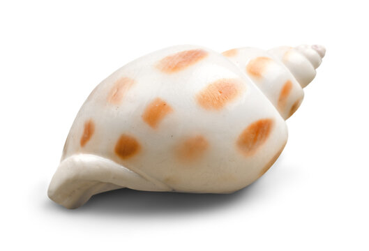 Collection of sea shells isolated on white