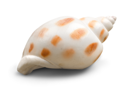 Collection of sea shells isolated on white