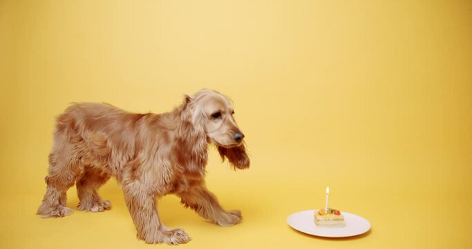 dog-birthday-images-browse-616-stock-photos-vectors-and-video
