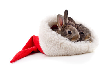 Two little rabbits in a Christmas hat.