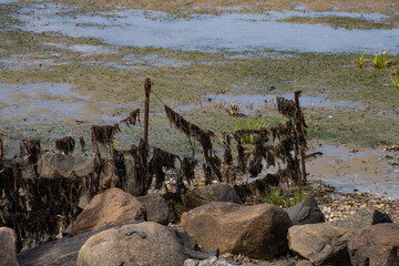 Seaweed hanging in a fence during low tide