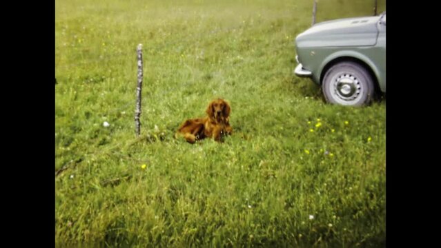 Italy 1973, Hunting dogs run on the countryside scene in 70s