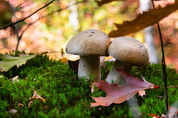 Boletus mushroom porcini growing in a moss and grass close up in forest of Ukraine