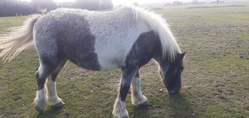 Black and White - New Forest Pony