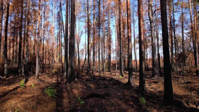 Forest after the fire. Burnt trees with blackened trunks and orange foliage. Green grows sprouts on the withered ground. Puddles after fire extinguishing. Pine branches and foliage has faded to yellow