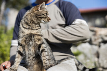 Petting a Beautiful Female Domestic Cat outdoors