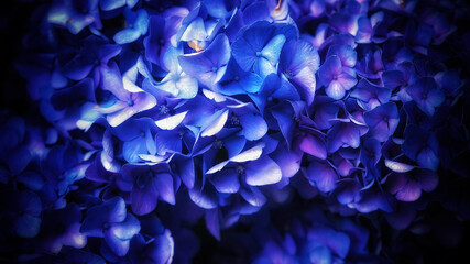 french hydrangea and dark background. blue hydrangea or hydrangea macrophylla or hortensia flowers from sapporo hokkaido japan. colorful hydrangeas. macro depth of field for soft focus blurry feel.