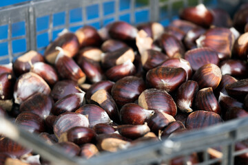 Forest Fresh Chestnuts Harvest in Autumn Close Up