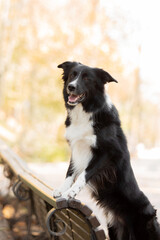Dog in autumn. Border Collie dog. Fallen leaves. Golden autumn season. Indian summer