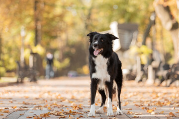 Dog in autumn. Border Collie dog in the park. Fallen leaves. Golden autumn season
