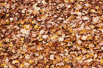 Autumn forest ground background. Golden yellow leaves on the ground. Fall season path in a park...