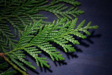 Christmas celebration concept frame with thuja on the dark blue wooden background.	