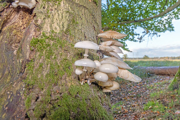 Close-up of a parasitic tree fungus on a tree trunk during the day