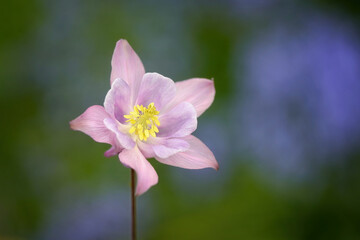 Aquilegia caerulea, columbine plant. Purple white flowers with small buds and leaves , close Up. Blurred natural green background, copy space.