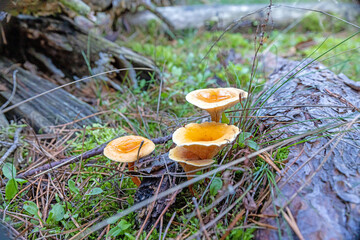 Close up of group of chanterelles during daytime on forest floor