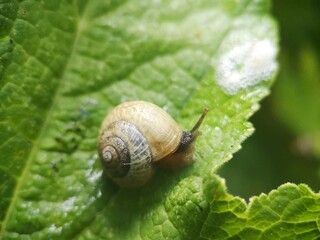 Schnecke