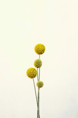 Craspedia globosa.Dried Decorative flowers.Natural dried craspedia.Wedding decoration.Yellow round dry flowers bouquet on beige background.flowers preservation