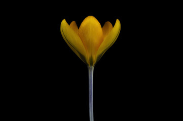 Spring primroses. Blooming crocuses in a green meadow. Crocuses as a symbol of spring. Flowering yellow Crocus. Lila Crocus Iridaceae -The Iris Family