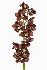  Chocolate cymbidium orchid or boat orchid isolated on white background