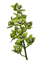 Cymbidium Orchid isolated on white background