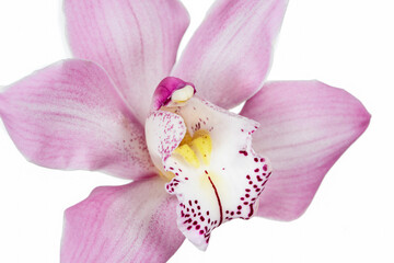 Fototapeta na wymiar Cymbidium Orchid isolated on white background