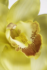 Cymbidium Orchid isolated on white background