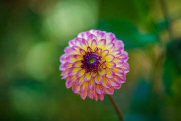 Obraz premium Red, white, yellow dahlia colorful background. View of multicolored dahlia flowers. Beautiful dahlia flowers on green background. Summer flowers are a genus of plants in the sunflower family Asteracea