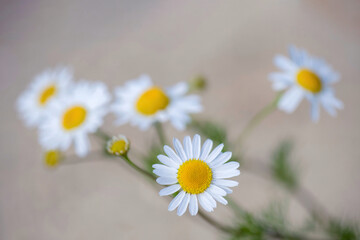 Green grass and chamomile in the meadow. Spring or summer nature scene with blooming white daisies in sun glare. Soft focus.