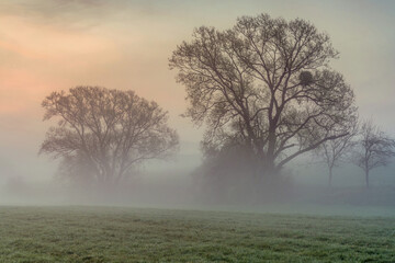 Fototapeta premium Morning sun shine through tree on blossom meadow Bright sunbeams green grass on field Colorful spring sunrise over meadow Sun rays illuminate morning misty landscape through the branches of a tree