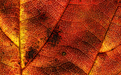 Detailed macro image of leaves beautiful colored veins natural background and texture